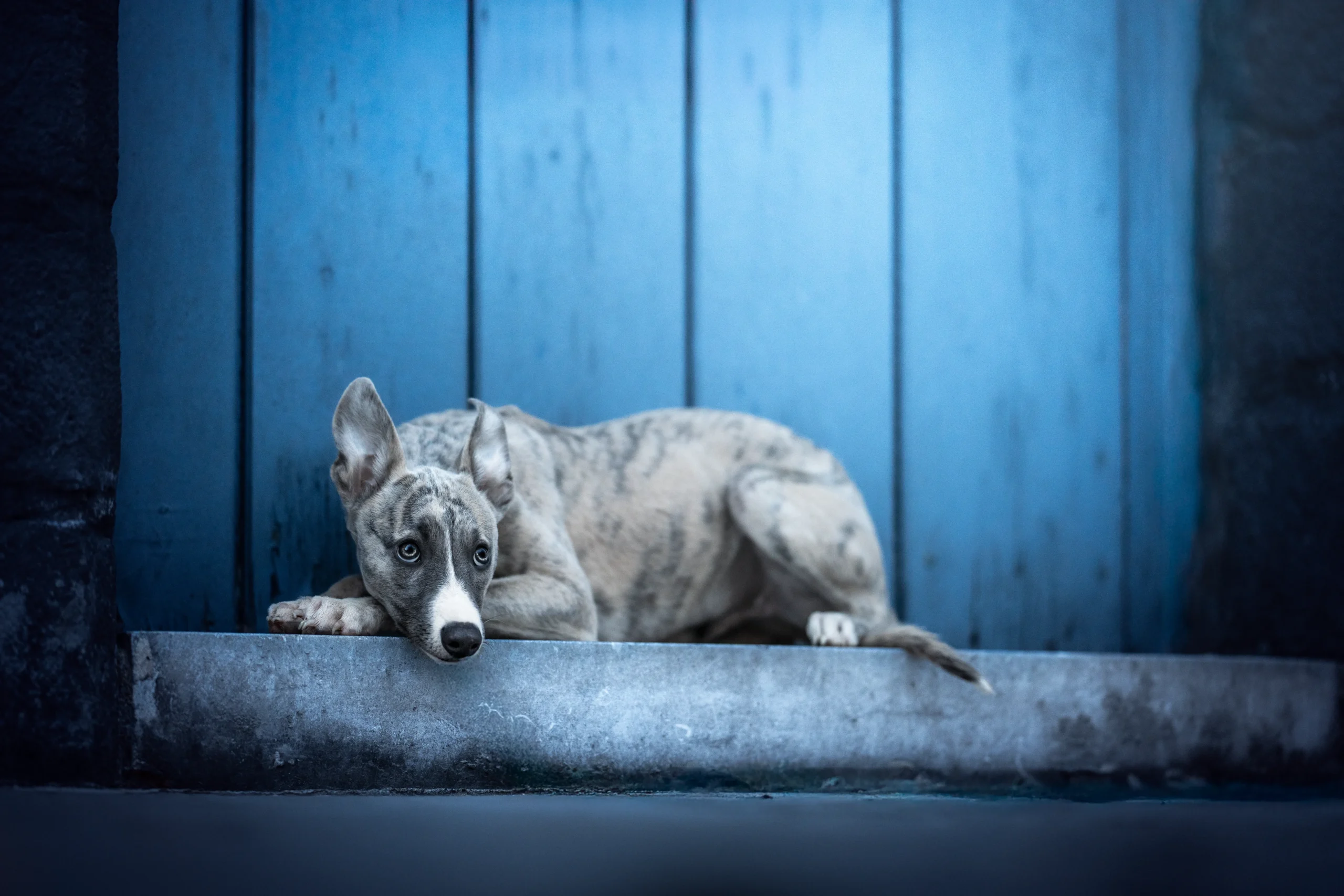 Photographe animaliere