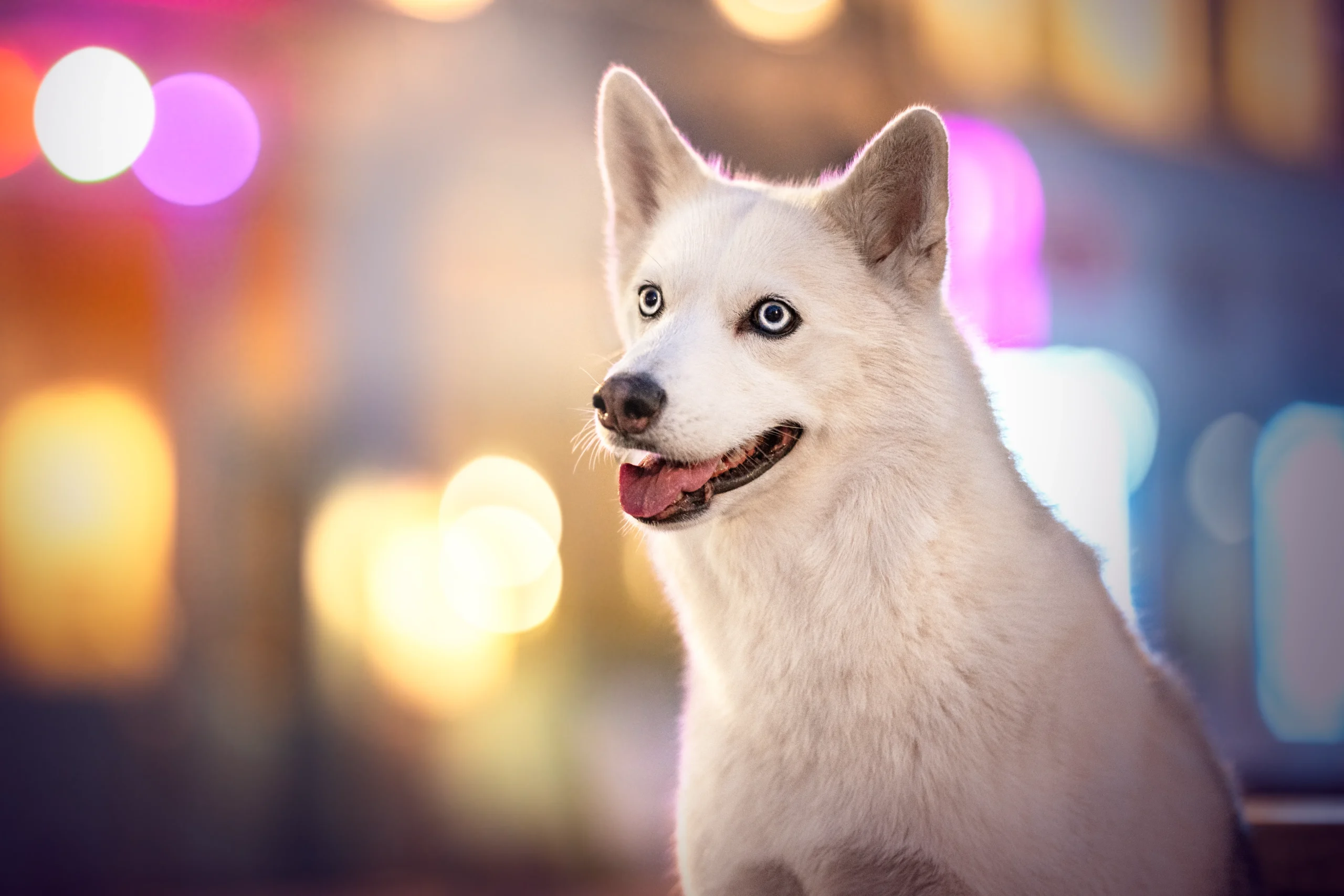 Photographe chien