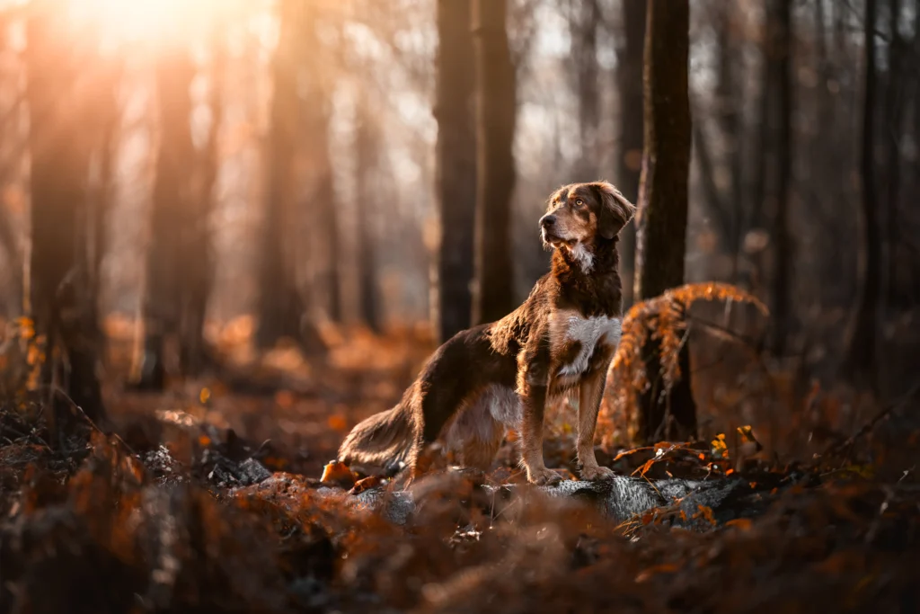 Photo canine