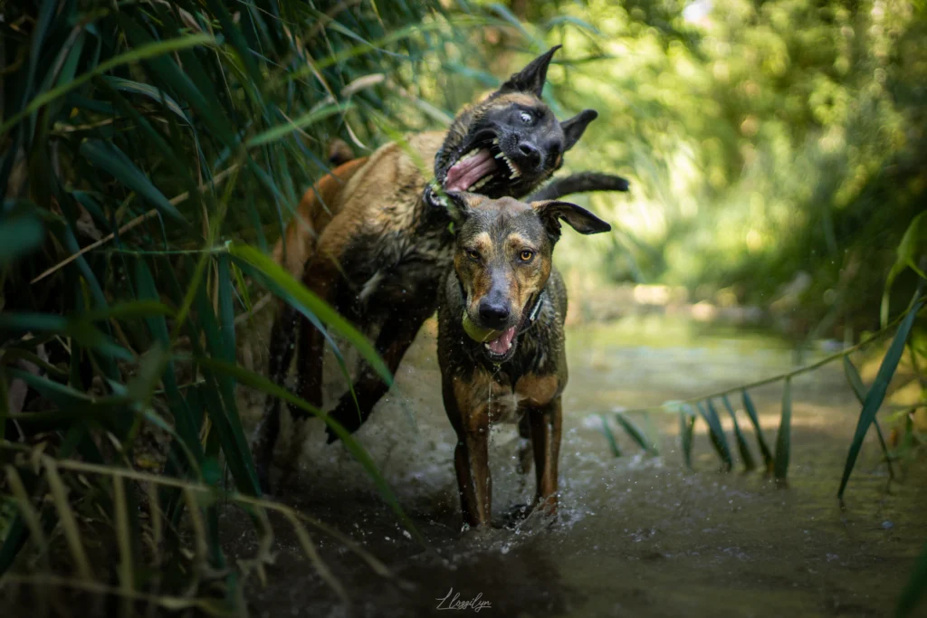 Photos chiens